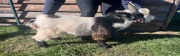 Goats livestock for sale: Entire Pygmy Billy Ready For Work - Advert 1