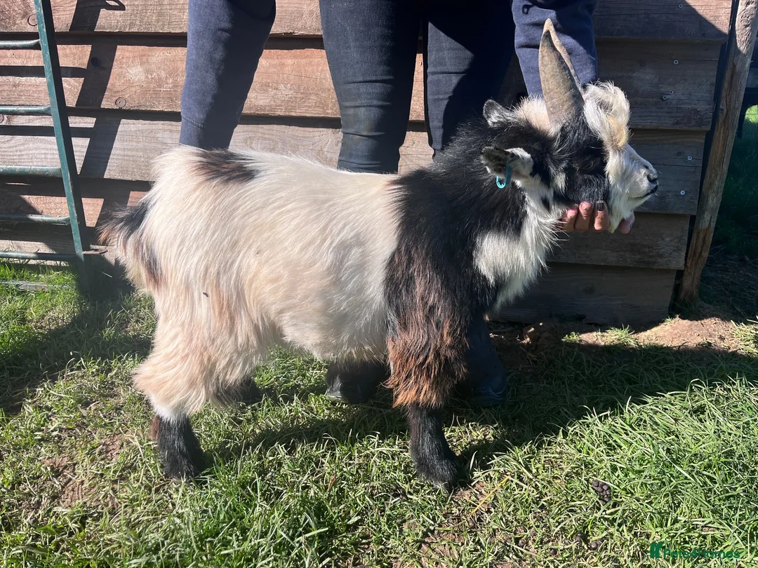Goats livestock for sale: Entire Pygmy Billy Ready For Work - Advert 1