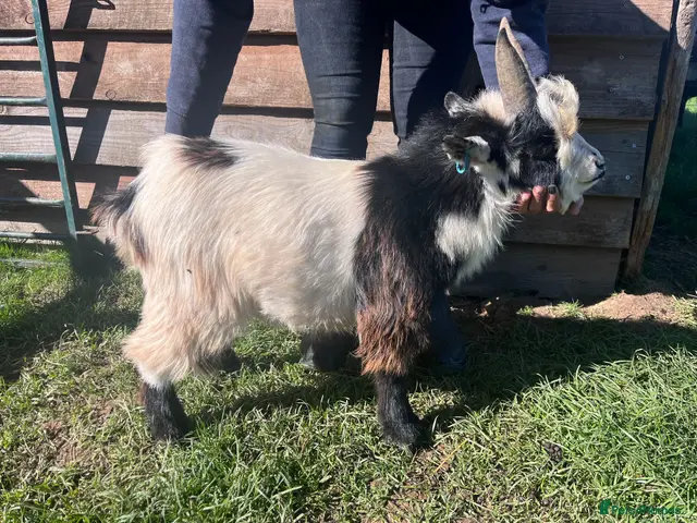 Goats livestock for sale: Entire Pygmy Billy Ready For Work - Advert 1