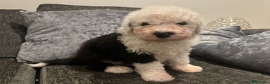 Old English Sheepdog Puppy 1
