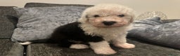 Old English Sheepdog dogs for sale: Old English Sheep Dog Puppies  - Advert 2