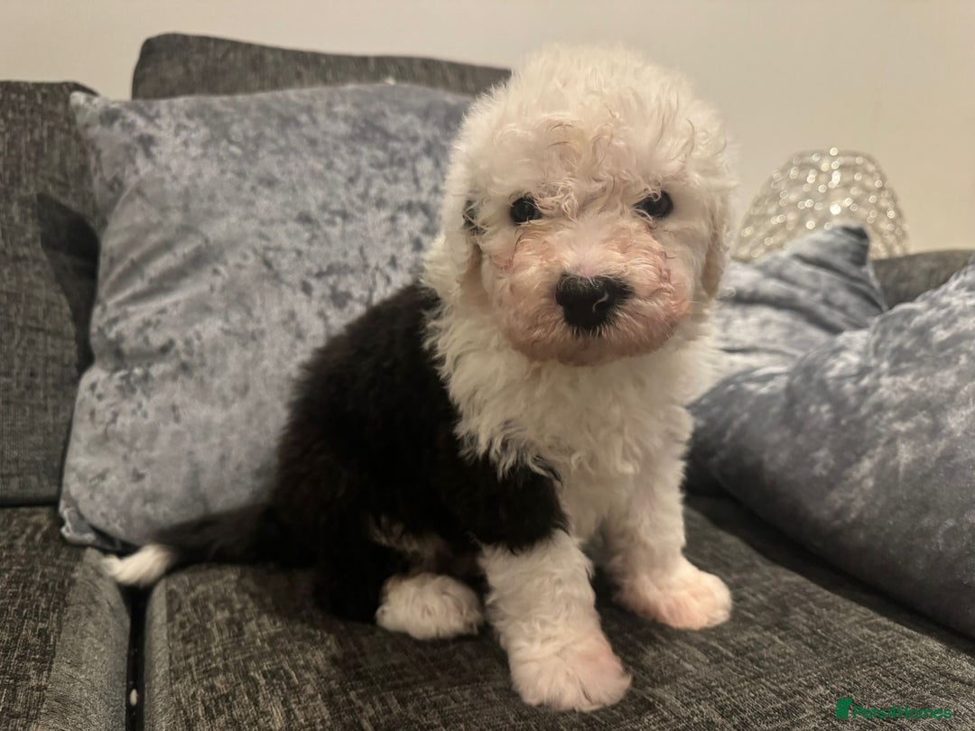 Old English Sheepdog dogs for sale: Old English Sheep Dog Puppies  - Advert 2