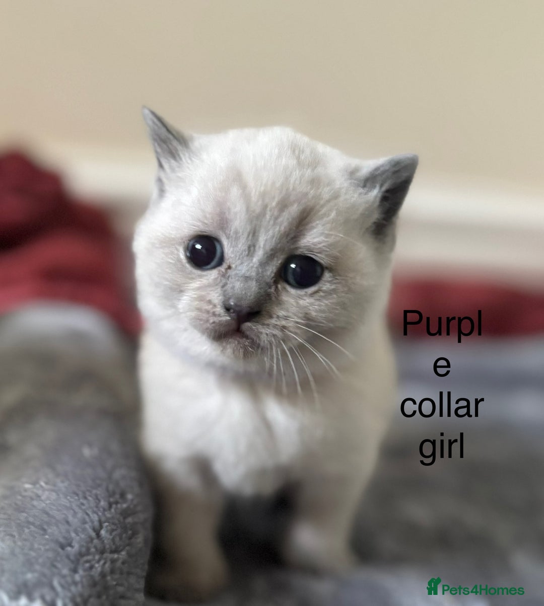 British Shorthair cats for sale: GGCF British shorthair Blue colourpoint kittens  - Image 4