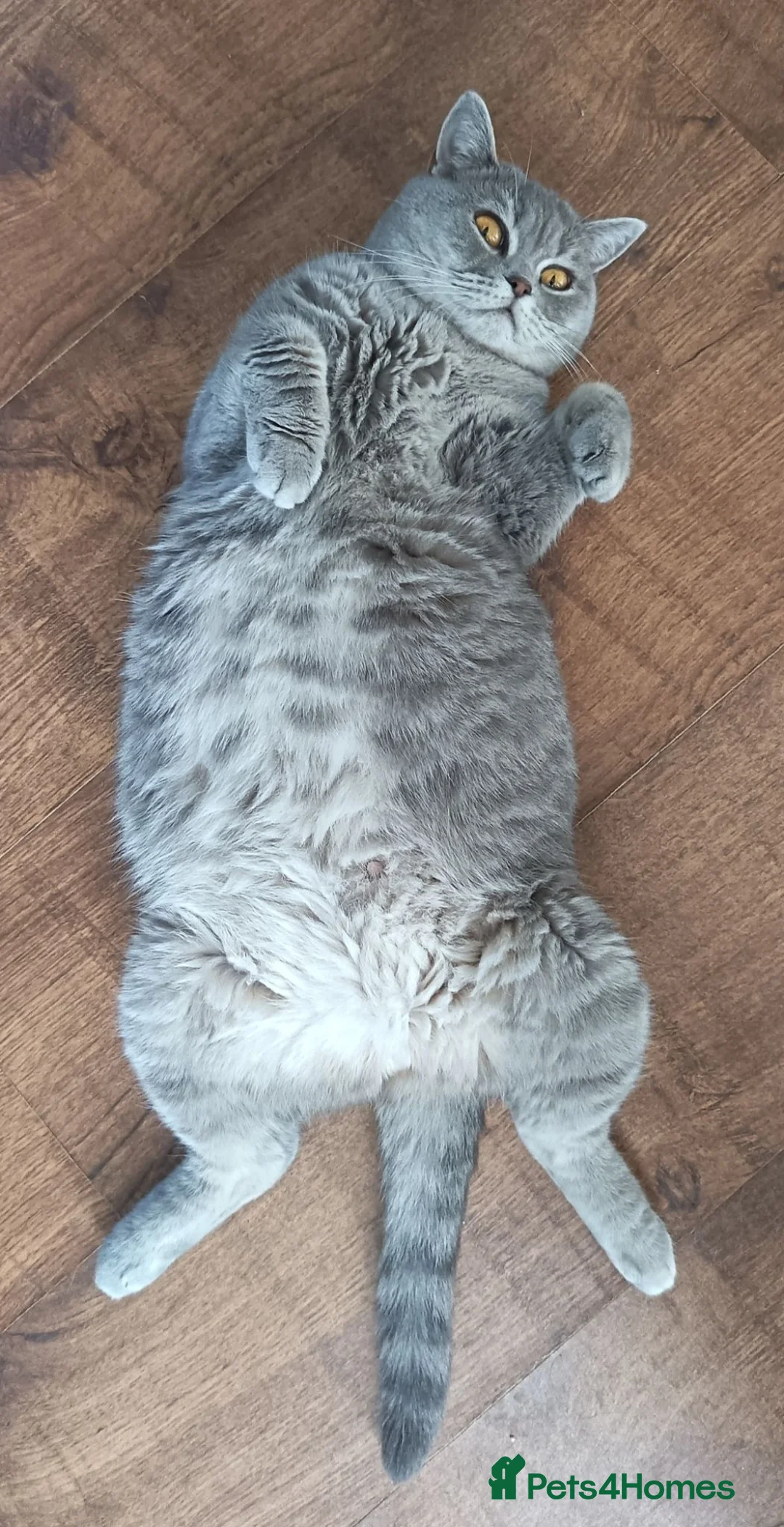 British Shorthair cats for sale: *GCCF Active Female* DNA Health Tested* - Advert 2
