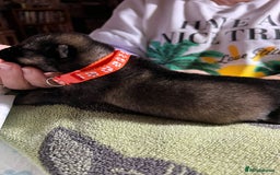 Shepsky dogs for sale: shepsky puppies  - Advert 6