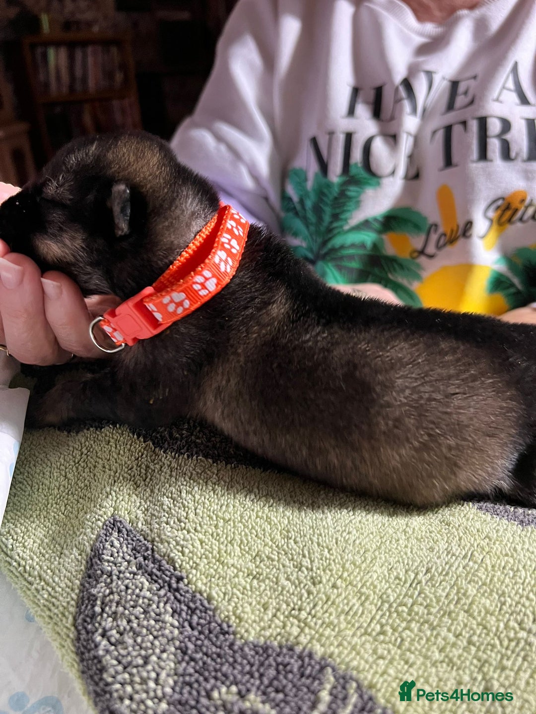 Shepsky dogs for sale: shepsky puppies  - Advert 6