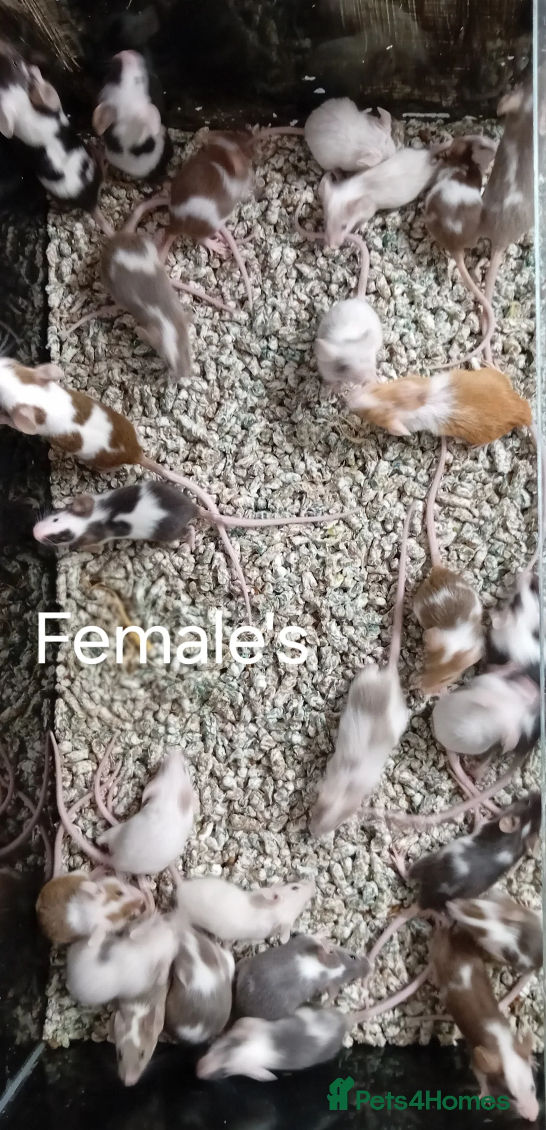 Mouse rodents for sale: Baby Fancy Pet mice , Males and Females - Advert 2