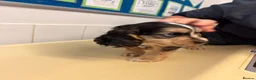 Cocker Spaniel dogs for sale: Gorgeous cocker spaniels READY NOW 💖🐾 - Advert 4