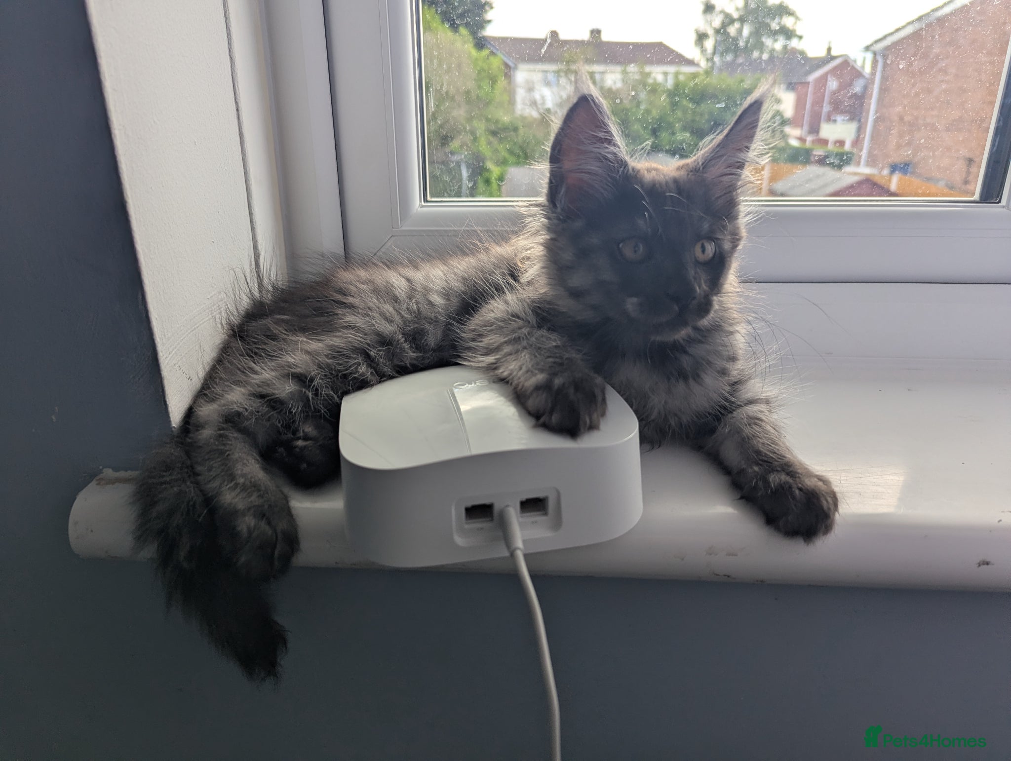 Maine Coon cats Exceptional Maine Coon Kittens for Loving Homes - Advert 15