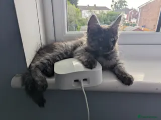 Maine Coon cats Exceptional Maine Coon Kittens for Loving Homes - Advert 15