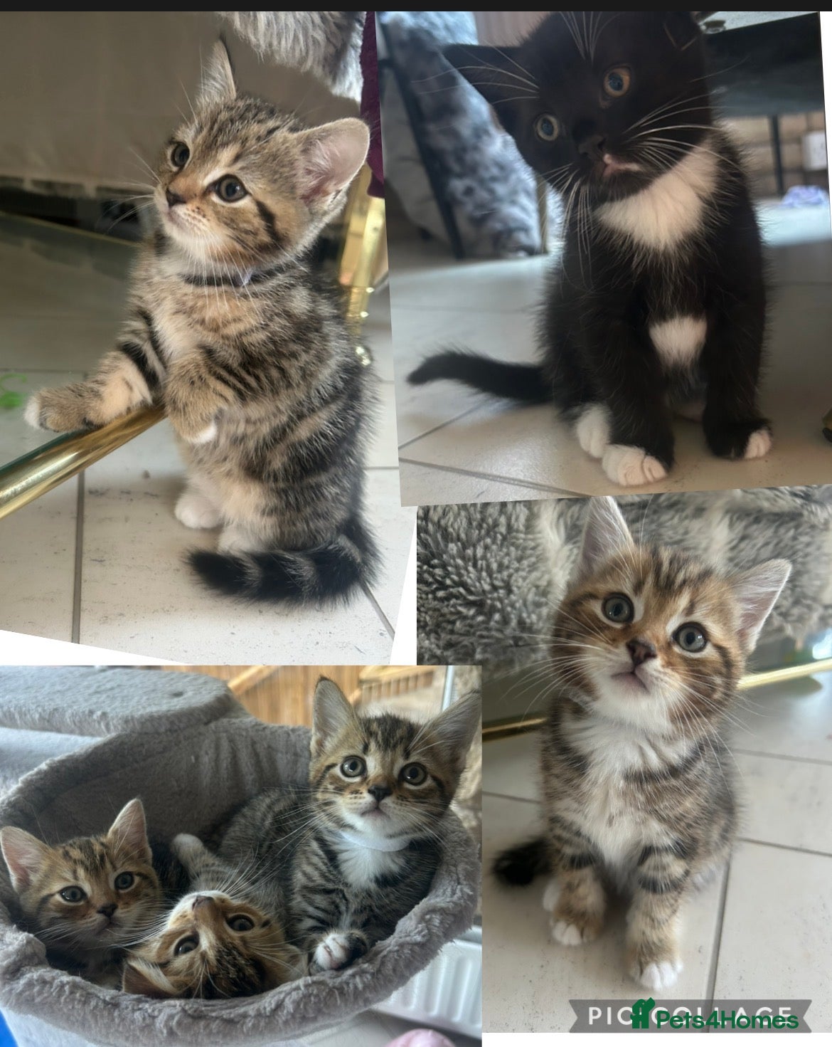 Persian cats X6 Persian Cross Bengal  - beautiful kittens - Advert 18
