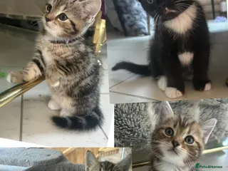 Persian cats X6 Persian Cross Bengal - beautiful kittens - Advert 18