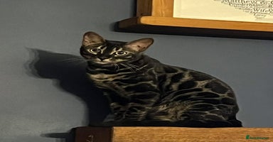 Bengal cats - Advert 11