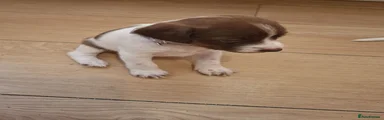 Mixed Breed 5