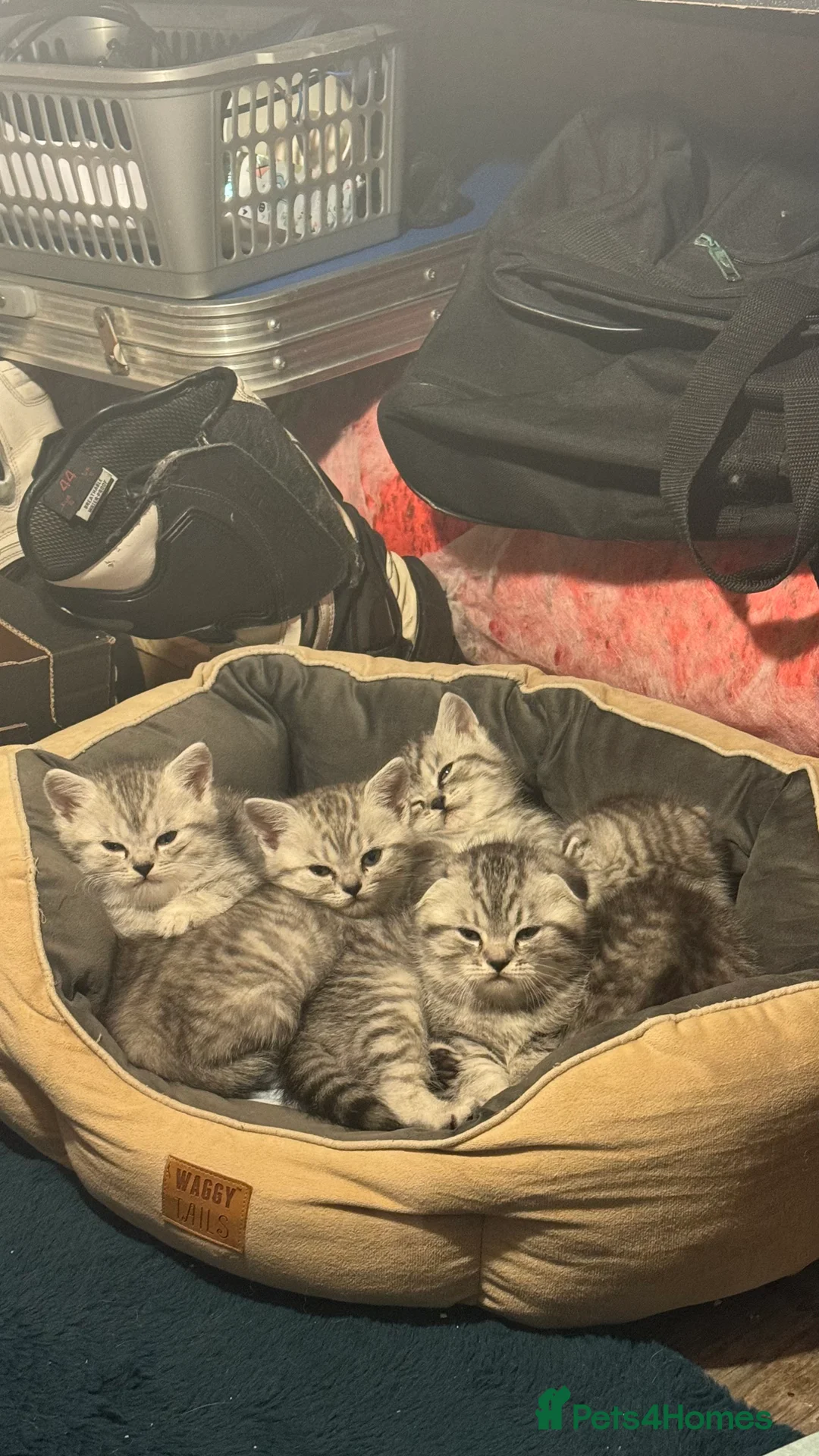 Scottish Fold cats for stud: Scottish fold stud  - Advert 2