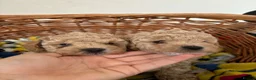 Maltipoo dogs for sale: Beautiful asian maltipoo puppys - Advert 19