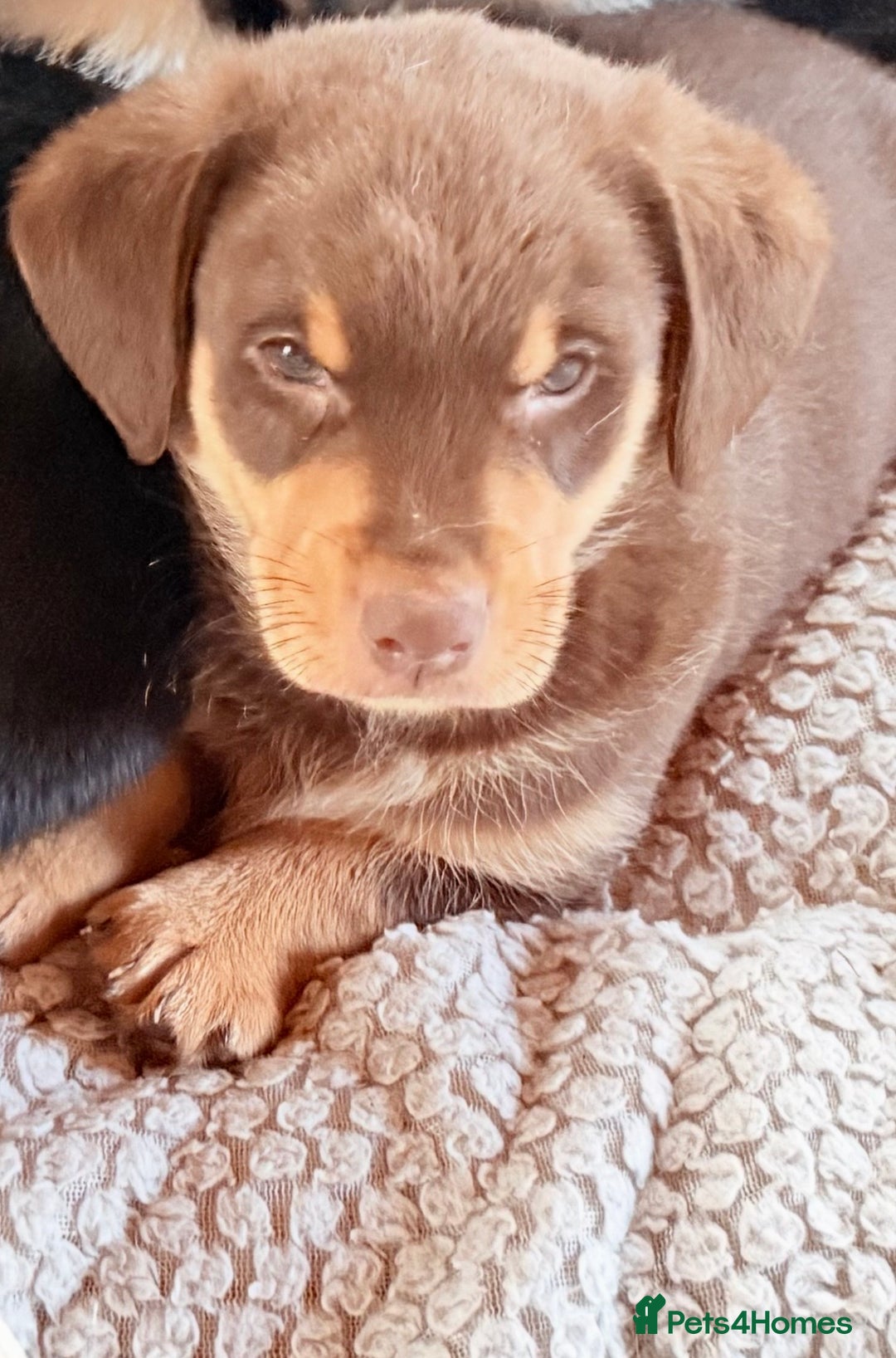 Mixed Breed dogs for sale: Cheeky trio looking for forever homes  - Advert 19