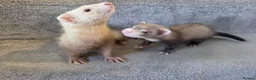 Ferret rodents for sale: 2 jills for sale 8 and 10 weeks old - Advert 1