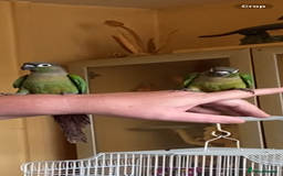 Conures birds for sale: Baby silly tame green cheek conures  - Image 5