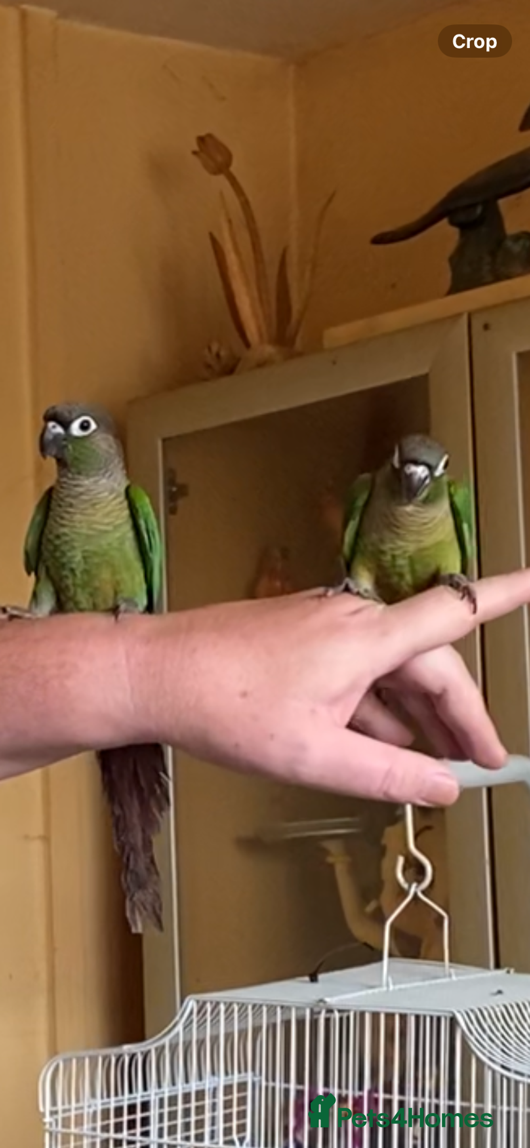 Conures birds for sale: Baby silly tame green cheek conures  - Image 5