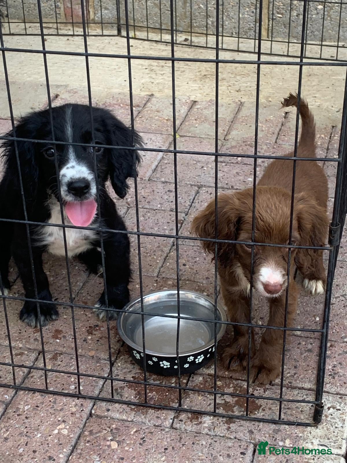 Cocker Spaniel dogs (3) Adorable cocker spaniel puppies for sale  - Advert 15