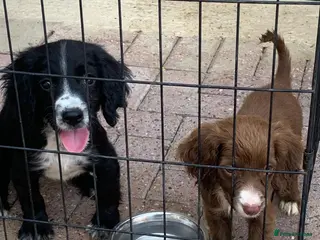 Cocker Spaniel dogs (3) Adorable cocker spaniel puppies for sale - Advert 2