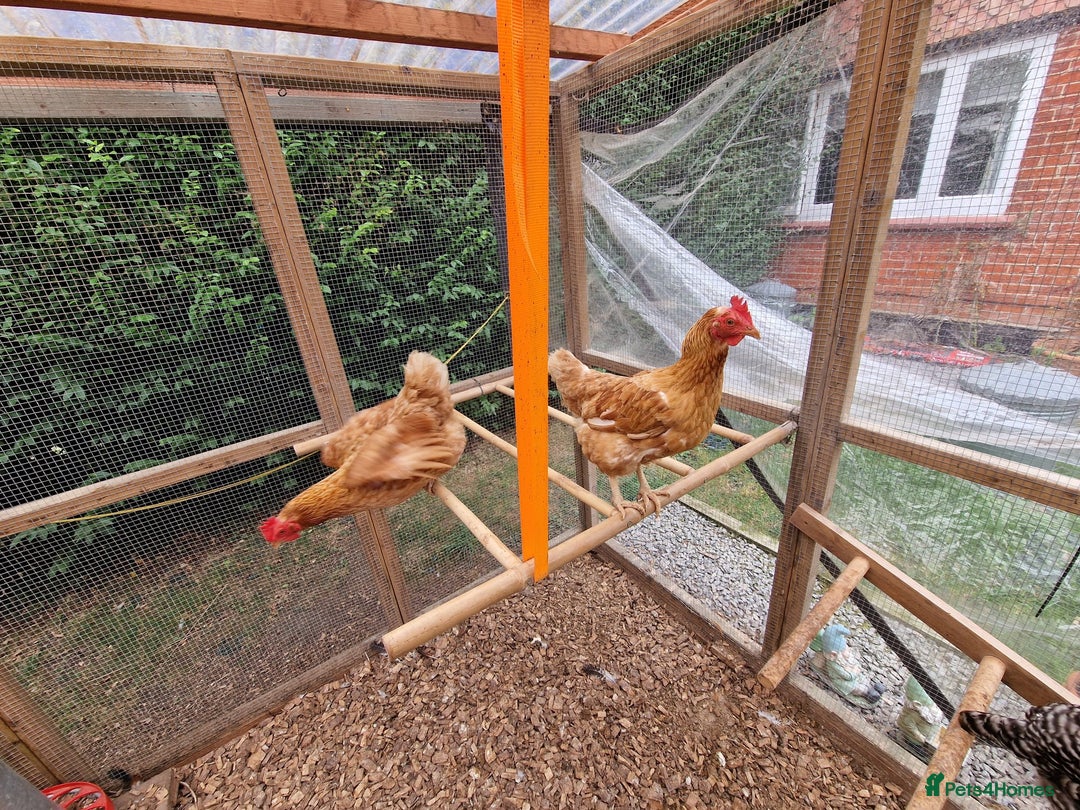 Chickens poultry for sale: Shaver brown chickens - Image 15