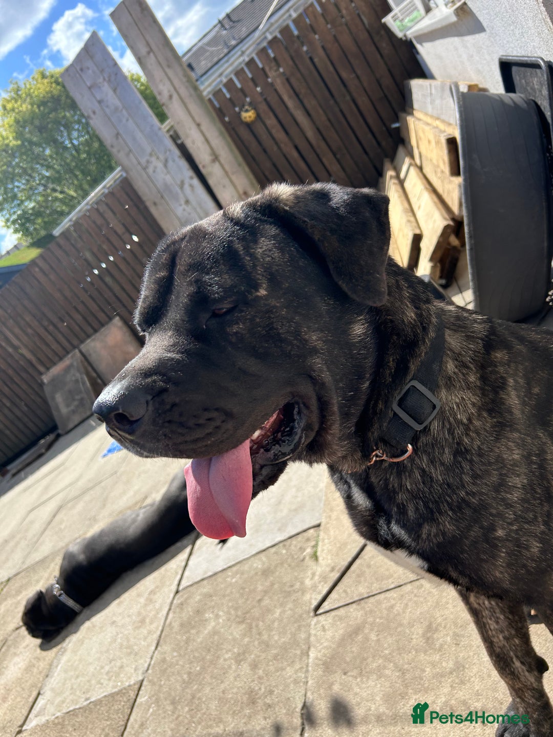 Mixed Breed dogs for sale: Shadow  - Image 7