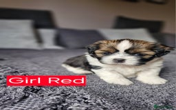 Mixed Breed dogs for sale:  Gorgeous Shih tzu poppies .🐶🐾 - Image 5