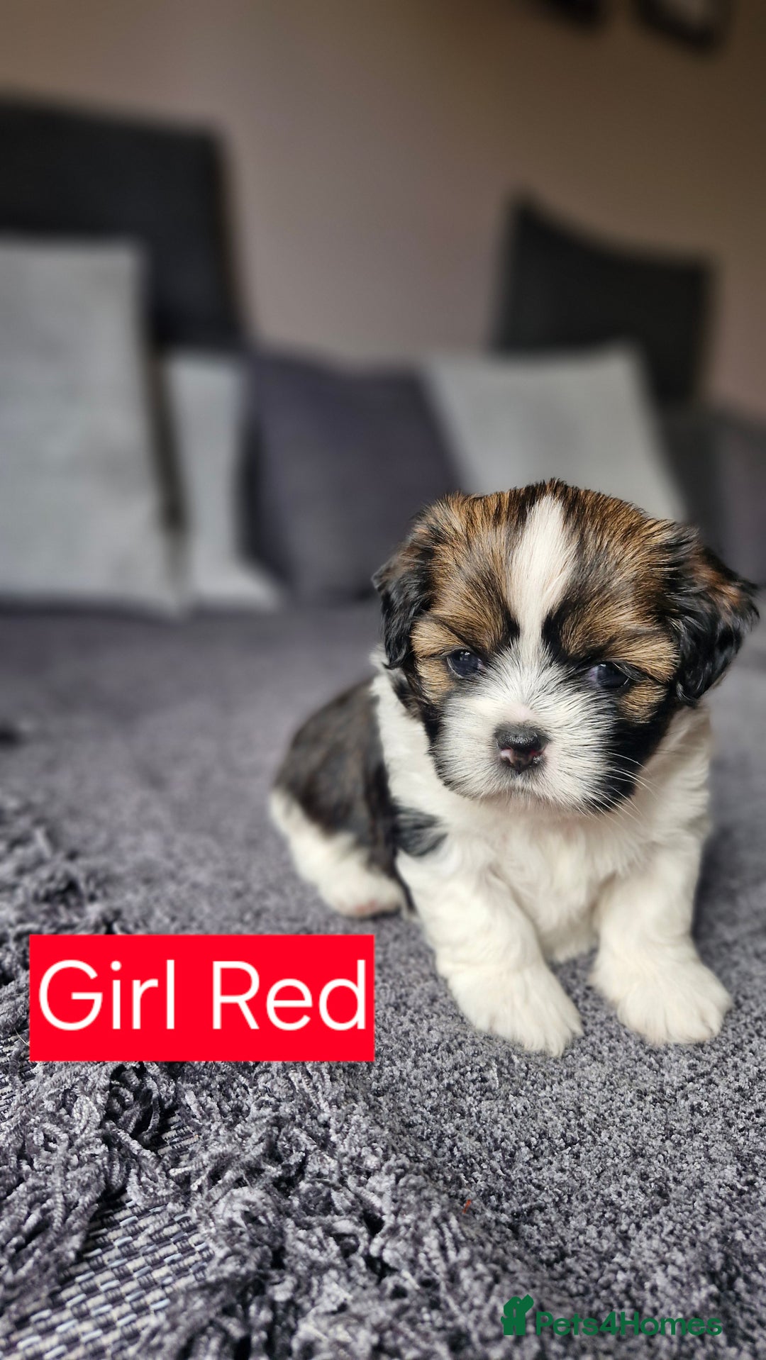 Mixed Breed dogs for sale:  Gorgeous Shih tzu poppies .🐶🐾 - Image 5