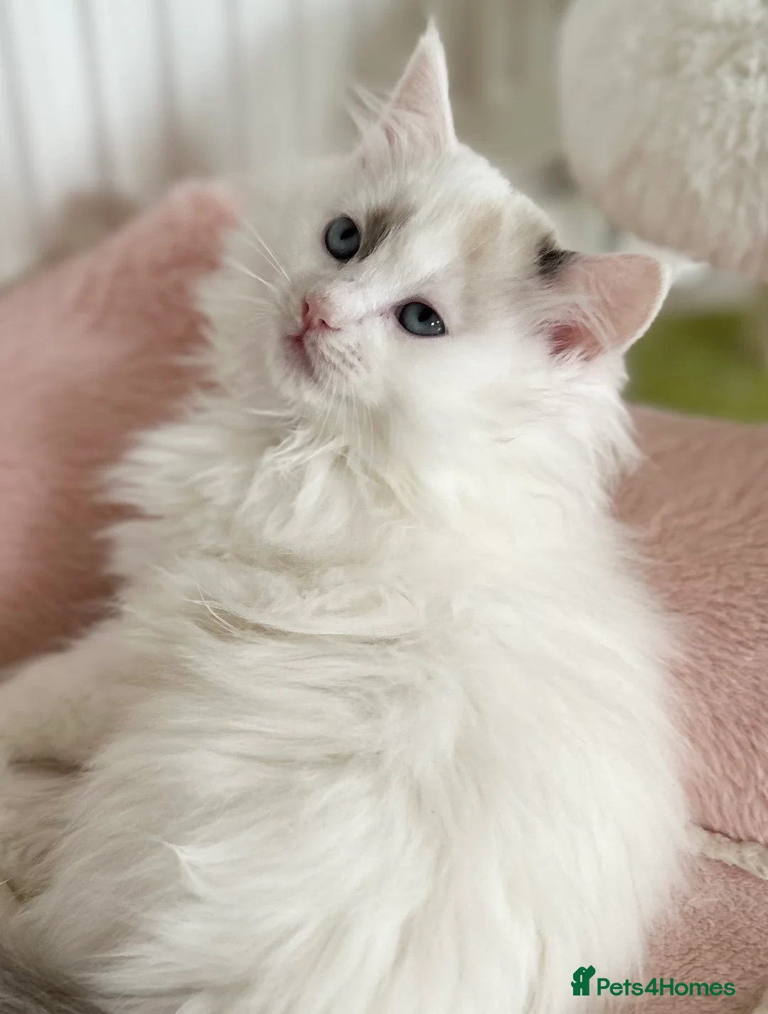 Ragdoll cats for sale: Gorgeous rare Van Ragdoll boy - Advert 10