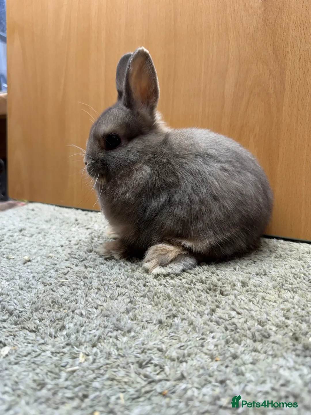 Netherland Dwarf rabbits for sale: Mini Rex cinnamon and netherland dwarfs  - Advert 2