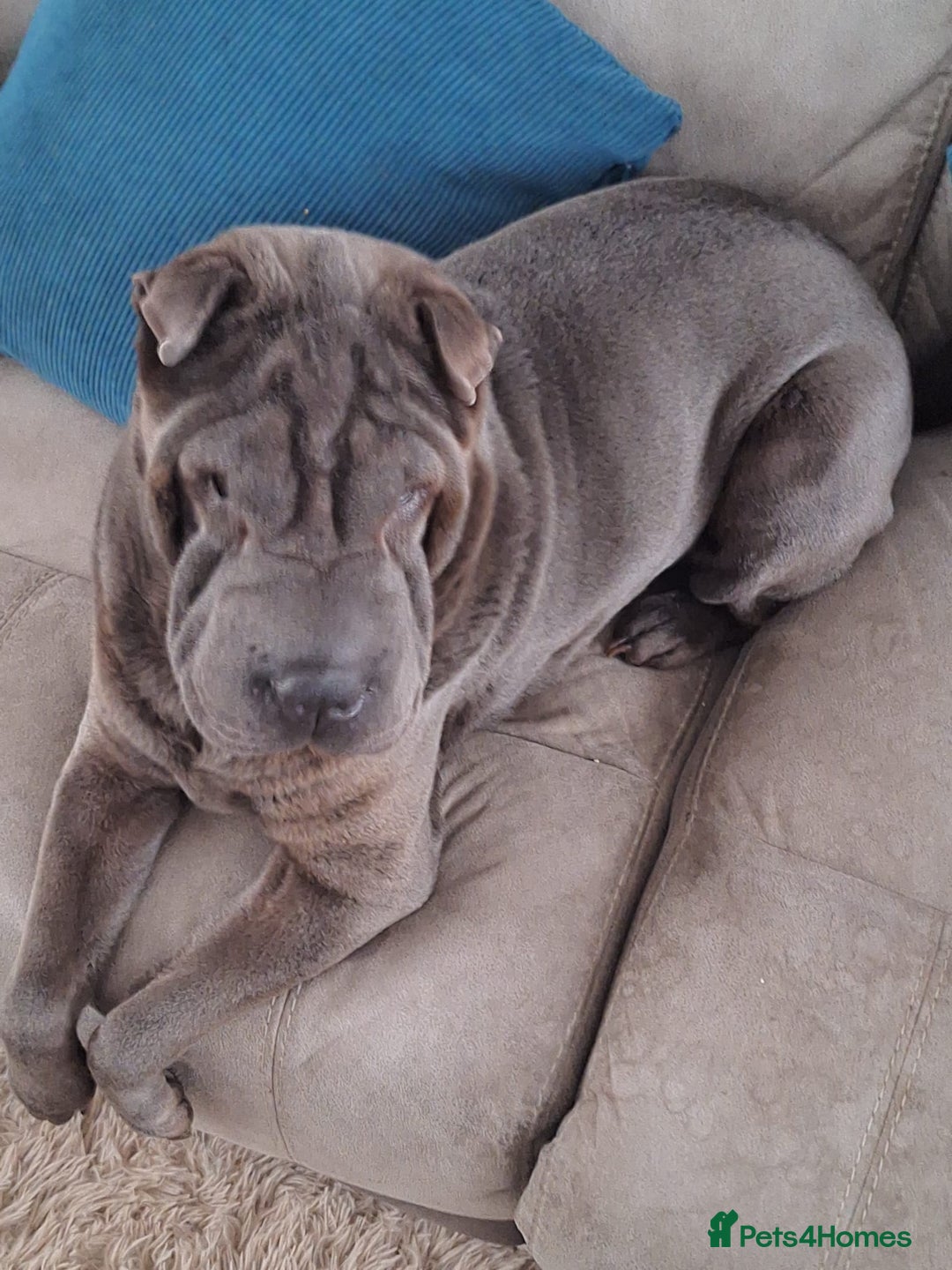 Shar Pei dogs for sale: 5 year old female shar pei - Advert 1
