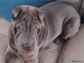 Shar Pei dogs 5 year old female shar pei - Advert 1