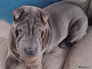 Shar Pei dogs 5 year old female shar pei - Advert 15
