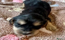 Cocker Spaniel dogs for sale: Kc reg show type cocker spaniel puppies  - Image 14