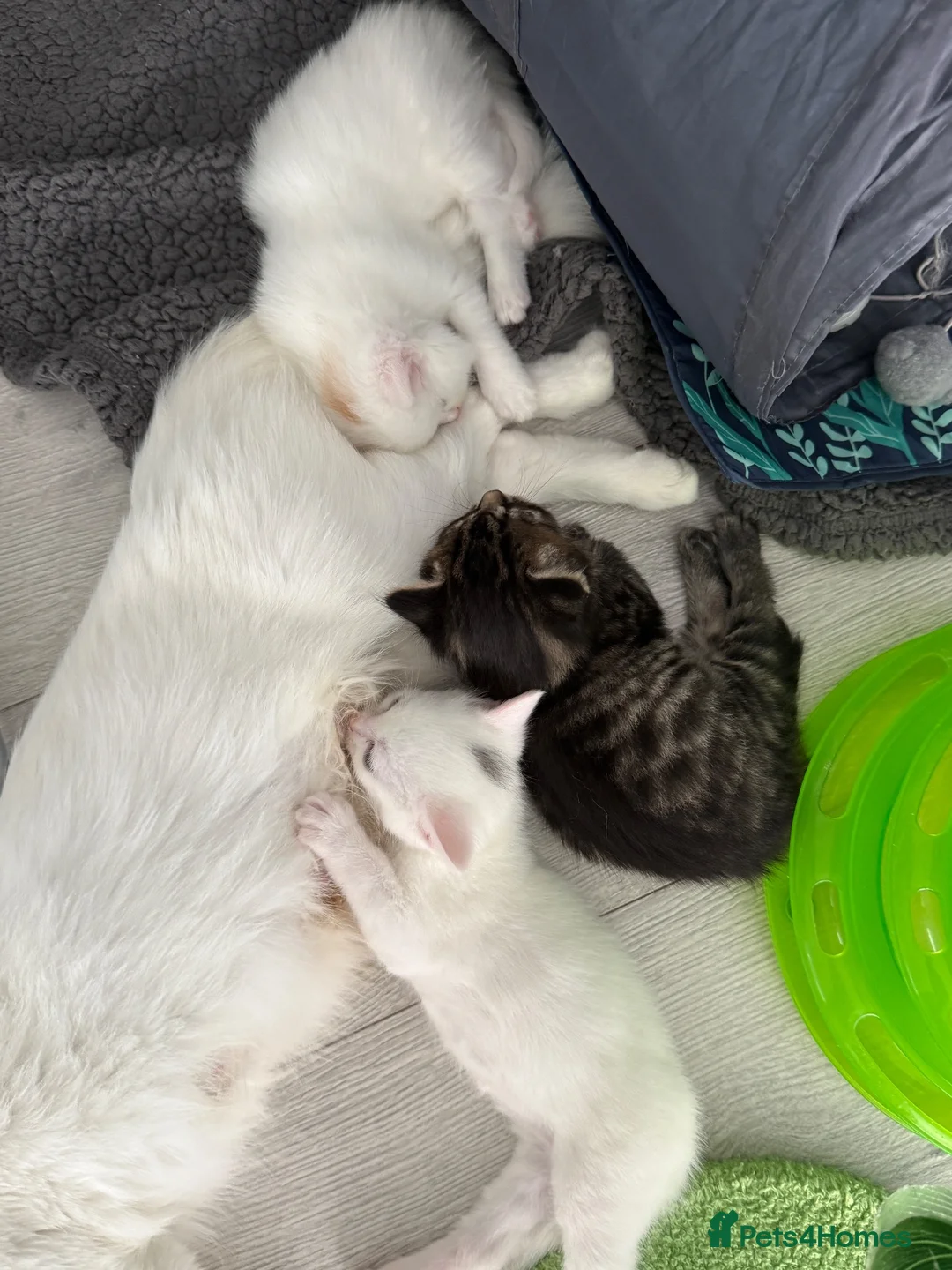 Turkish Angora cats for sale: Cute Turkish Angora x British Shorthair Kitten - Advert 2