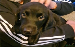 Borador dogs for sale: Male Borador Pups - Image 7