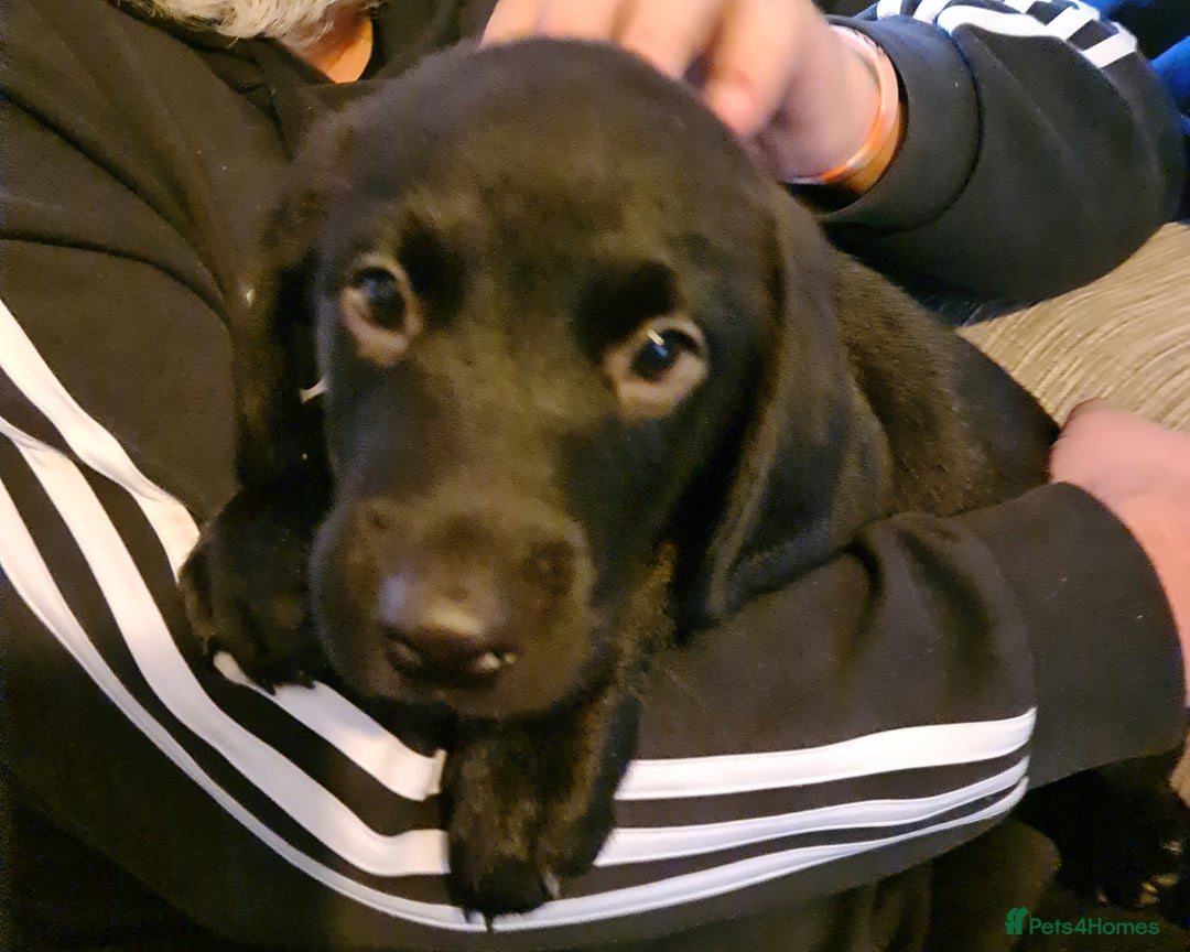 Borador dogs for sale: Male Borador Pups - Image 7