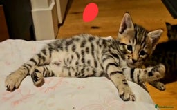 Bengal cats for sale: Elven Bengals - Image 7