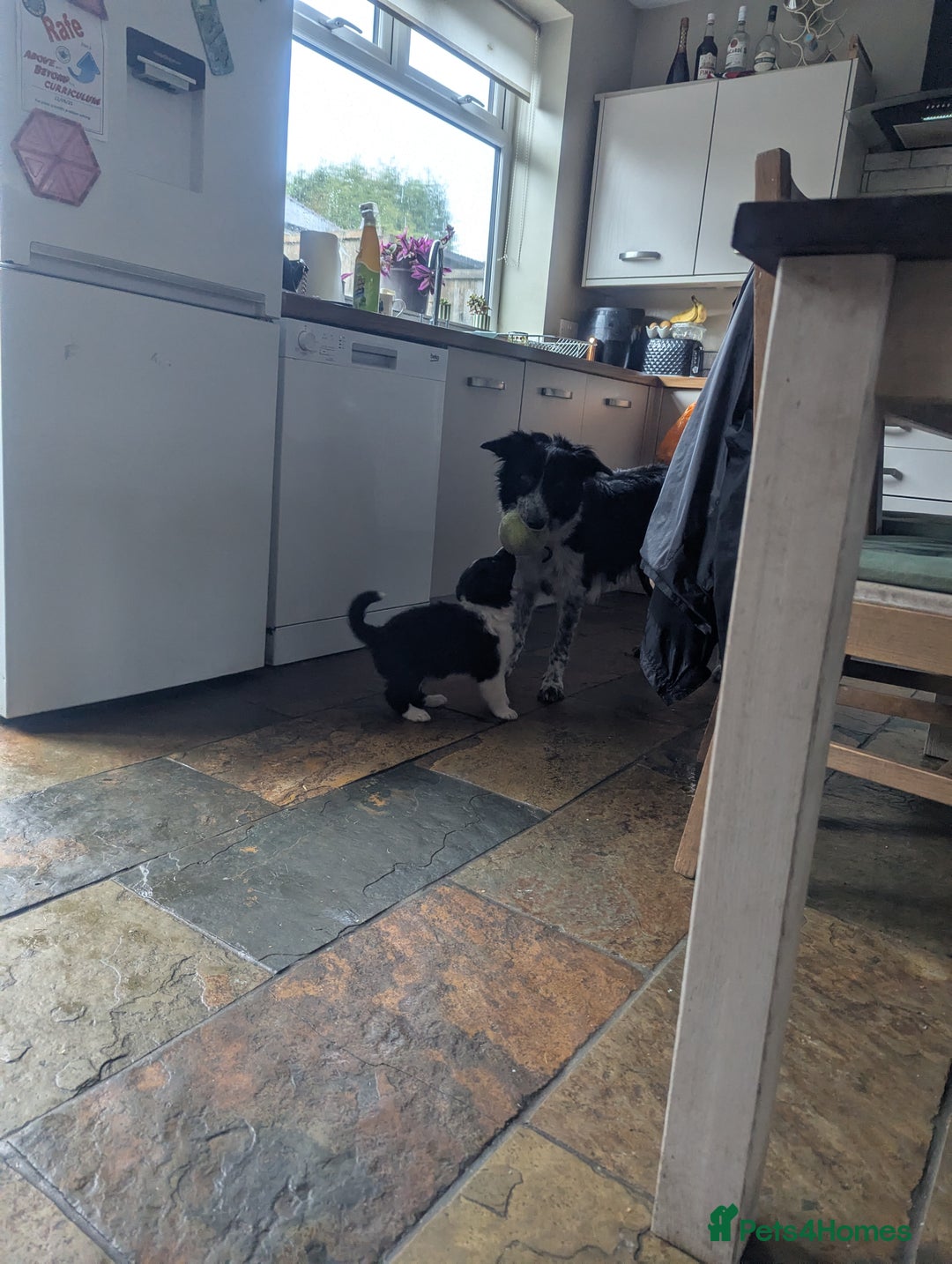 Border Collie dogs for sale: Red and white border collie/Sheepdog Pups - Image 36