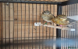 Canaries birds for sale: Canarys  - Image 8