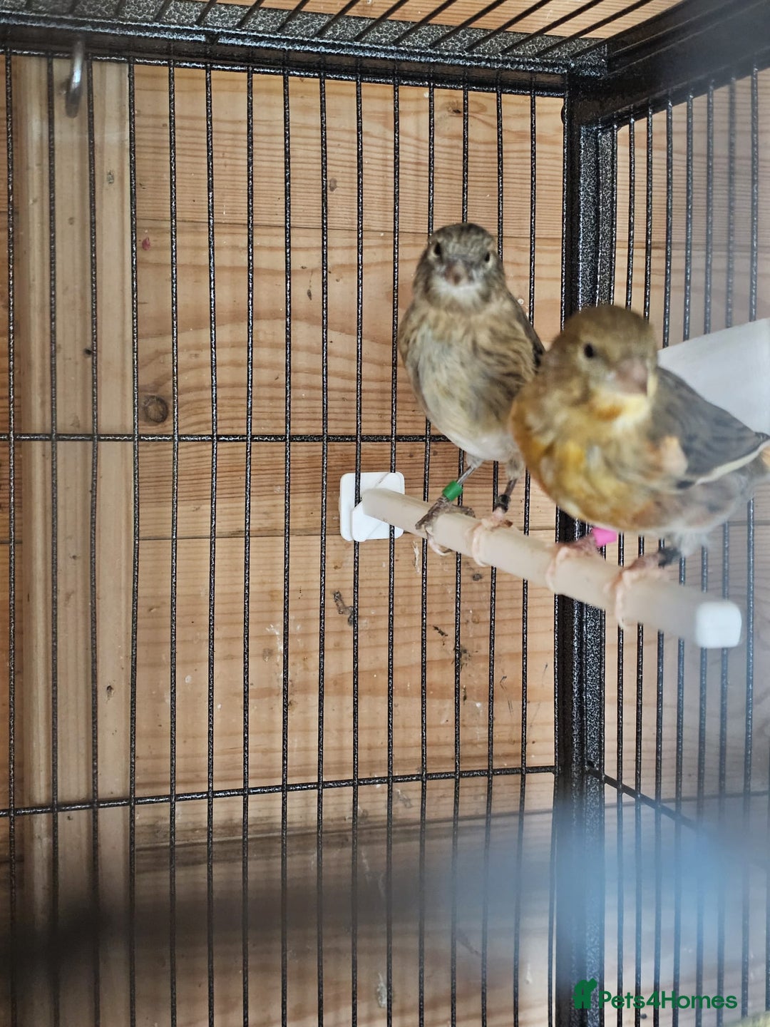 Canaries birds for sale: Canarys  - Image 8