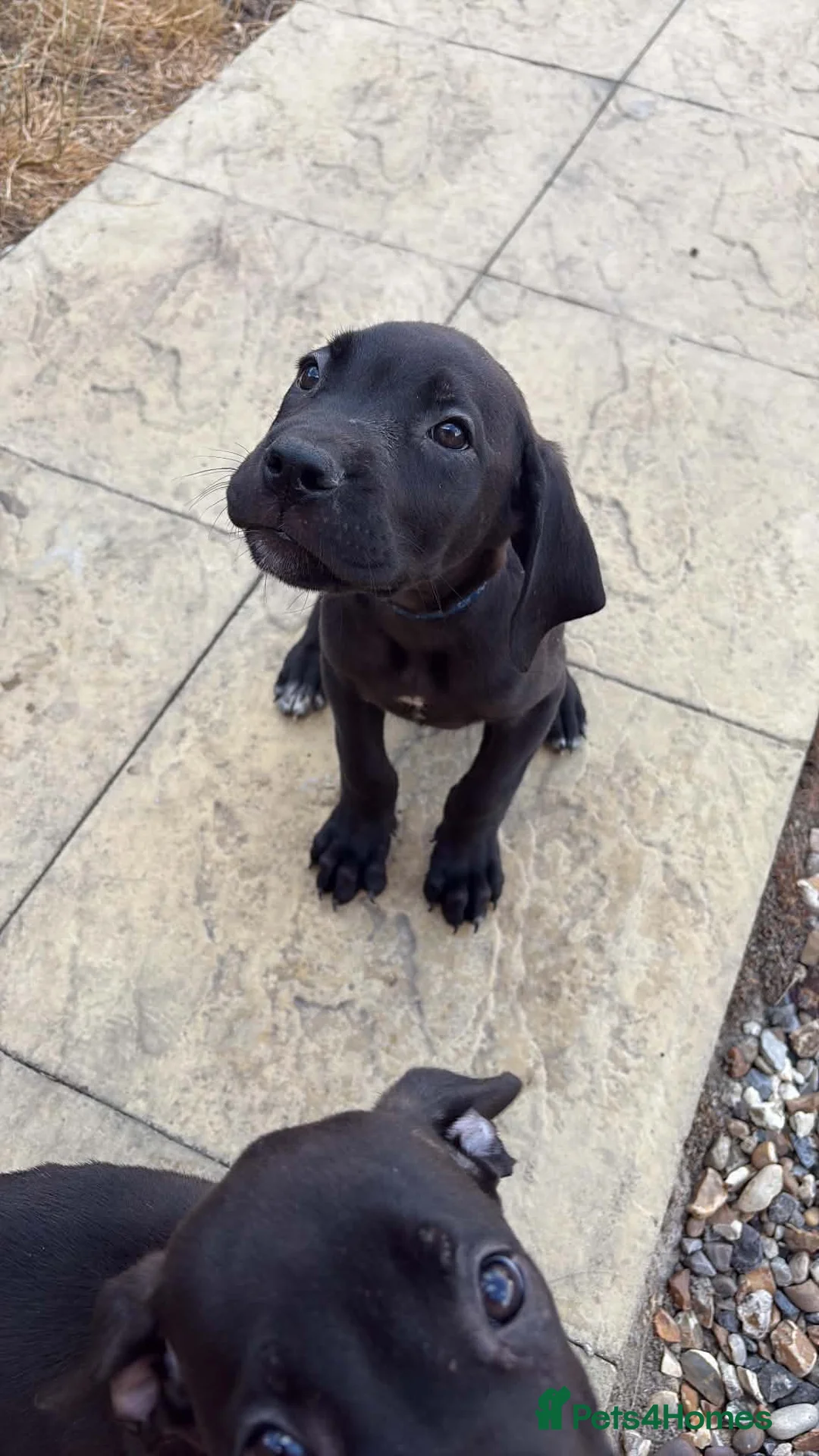 Cane Corso dogs for sale: Cane Corso Puppies- 3 LEFT - Advert 2
