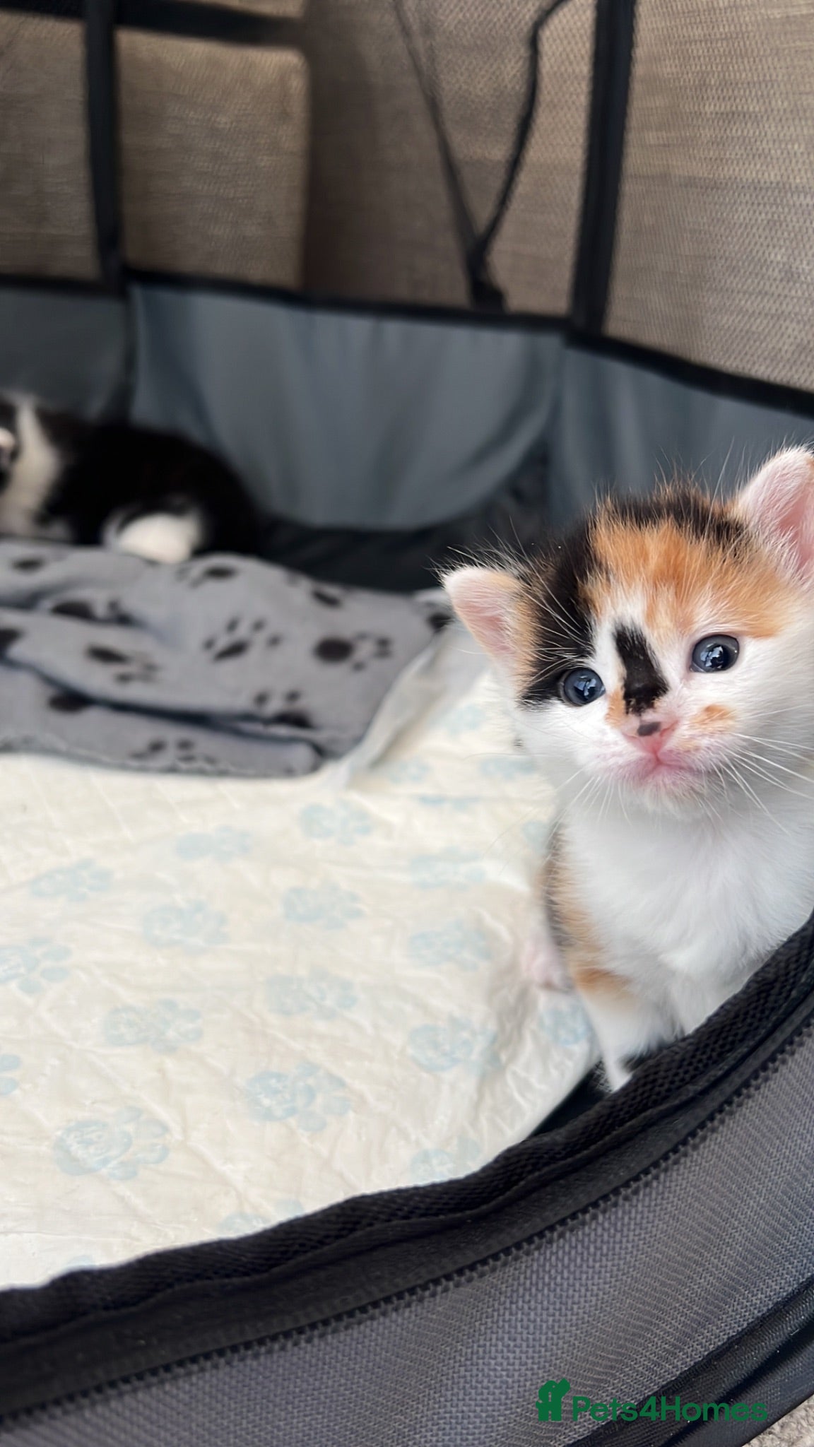 Mixed Breed cats Bengal/ mancoon mixed kittens - Advert 6