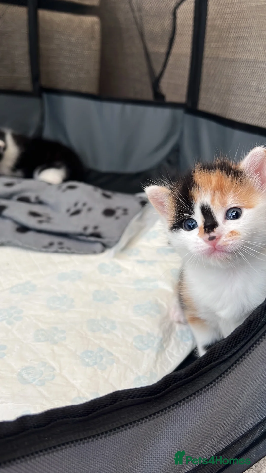 Mixed Breed cats for sale: Bengal/ mancoon mixed kittens in St. Neots - Advert 1