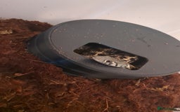 Garter Snake reptiles for sale: Gorgeous garter snake - Image 4