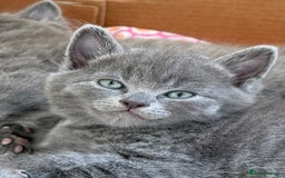 British Shorthair cats for sale: Adorable British Shorthair kittens - Blue & Choco - Image 4