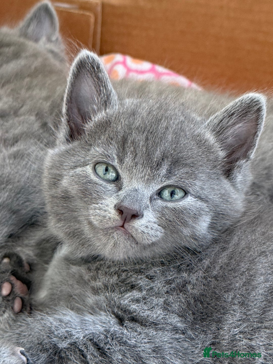 British Shorthair cats for sale: Adorable British Shorthair kittens - Blue & Choco - Image 4