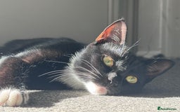 European cats for sale: 3 kittens for sale  - Image 2